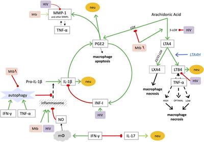 The Immune Mechanisms of Lung Parenchymal Damage in Tuberculosis and the Role of Host-Directed Therapy